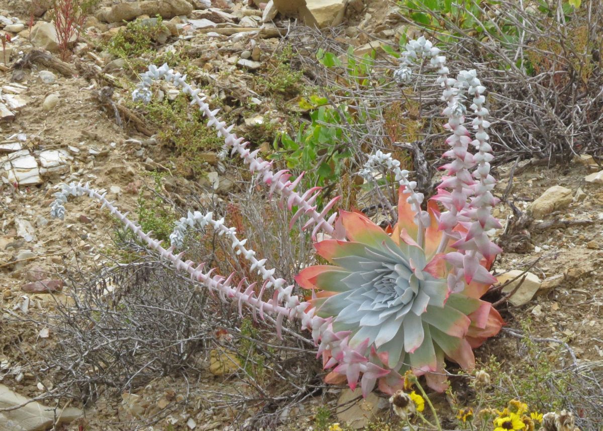 Dudleya pulverulenta Calflora