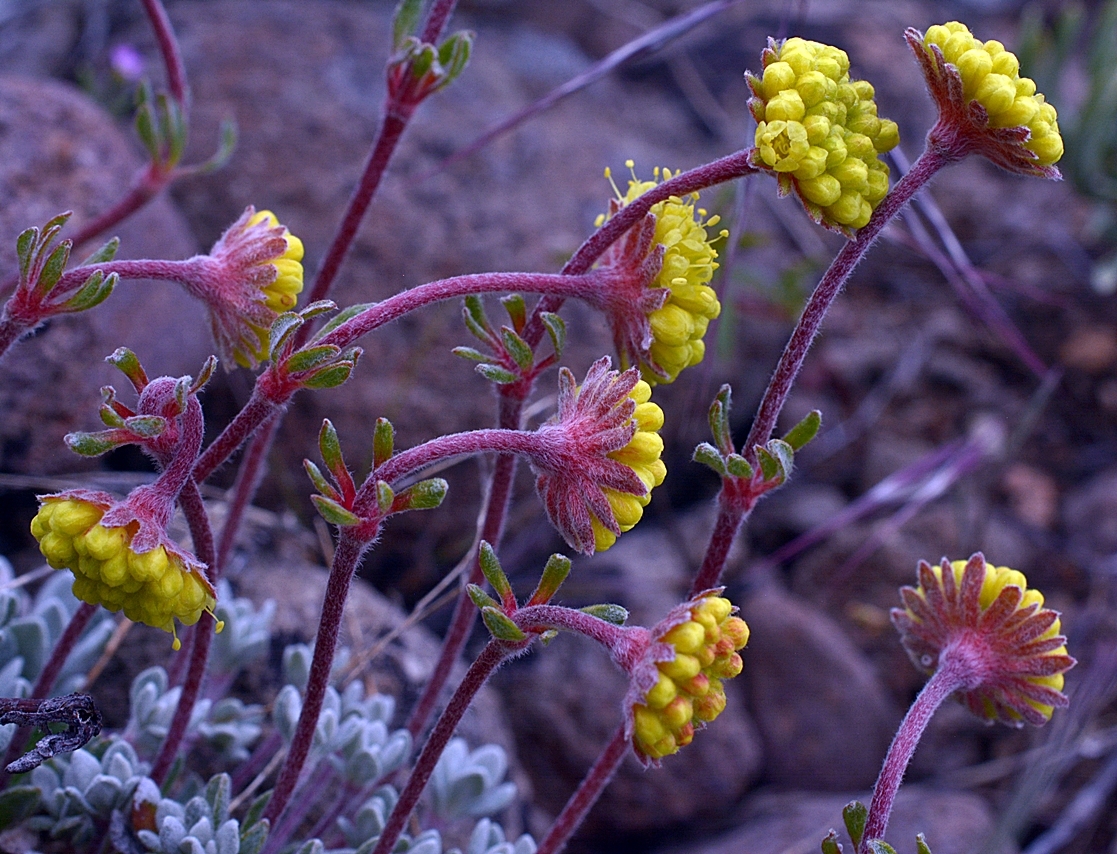 Eriogonum douglasii var. meridionale Calflora