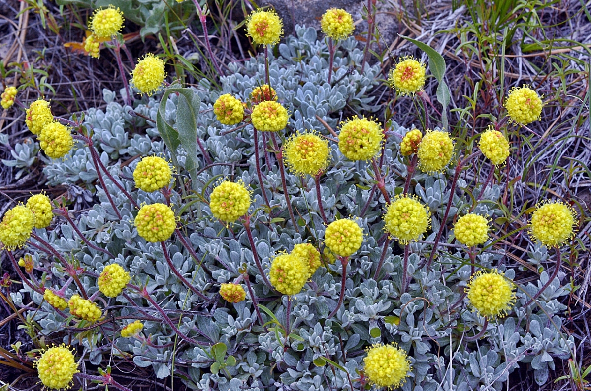 Eriogonum douglasii var. meridionale Calflora
