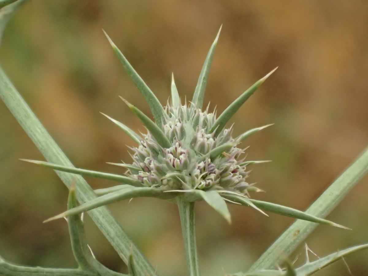 Eryngium aristulatum var. parishii Calflora