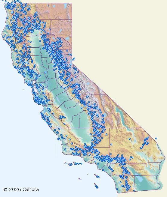 Oaks and woodlands in California