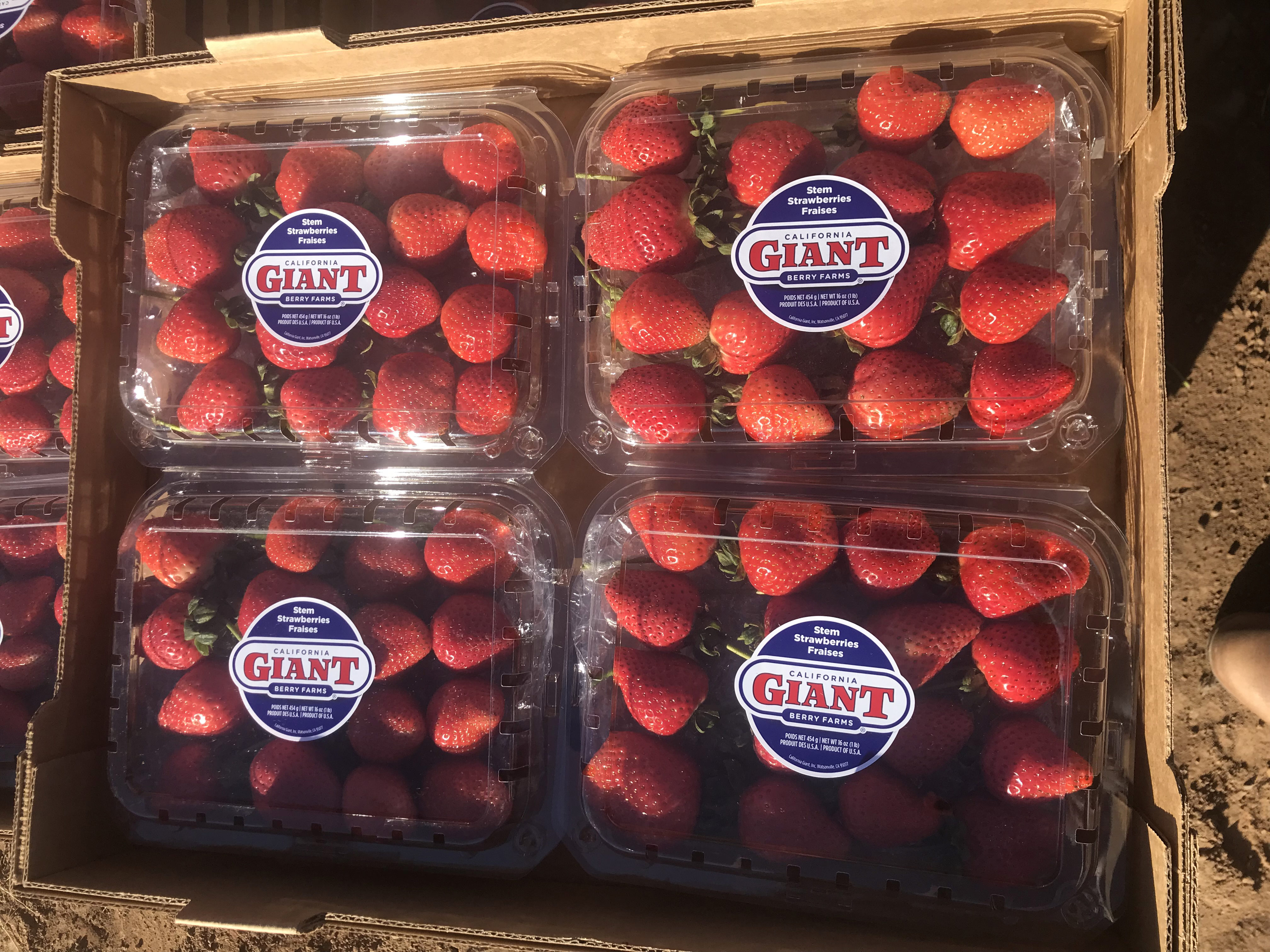 December 5, 2022 California Giant Berry Farms