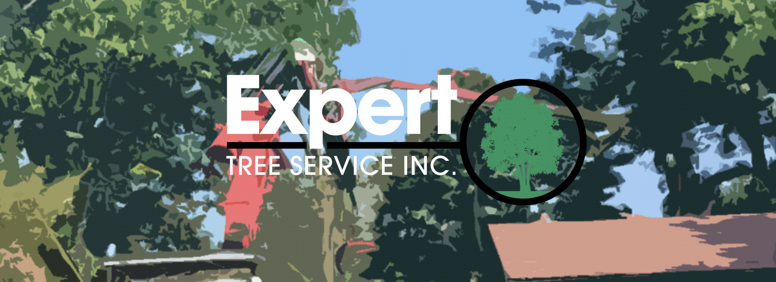 Top Rated Tree Removal Expert Tree Service Inc. Rochester NY