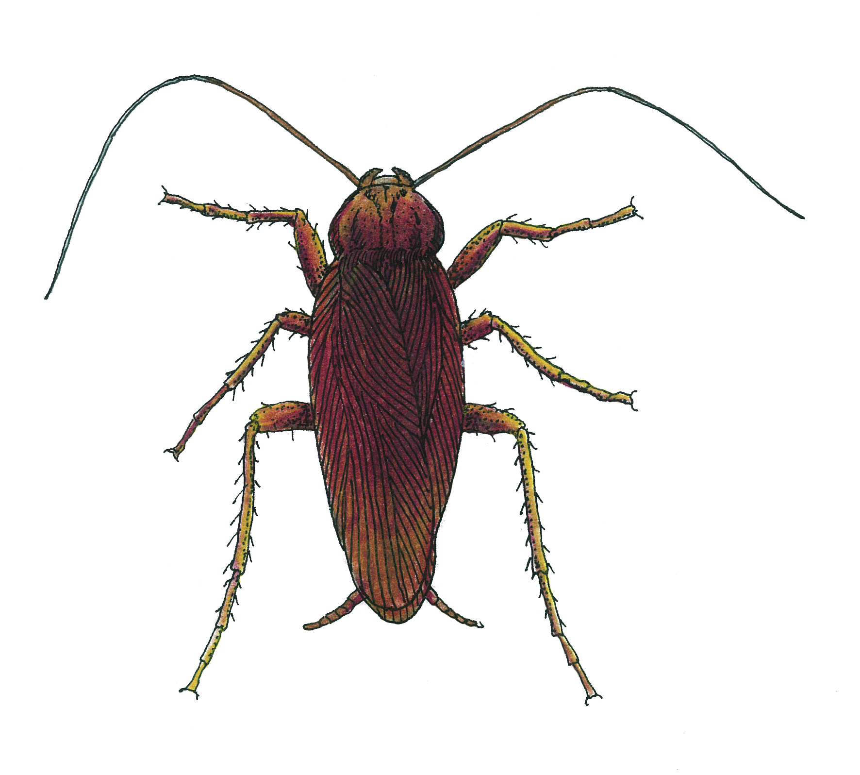 American Cockroaches Atlanta Pest Control