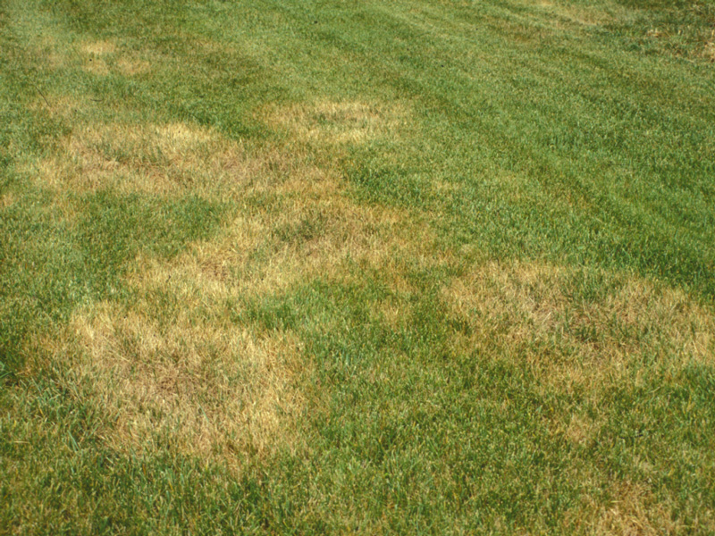 How to Get Rid of Yellow Spots in Your Lawn Atlanta Pest Control