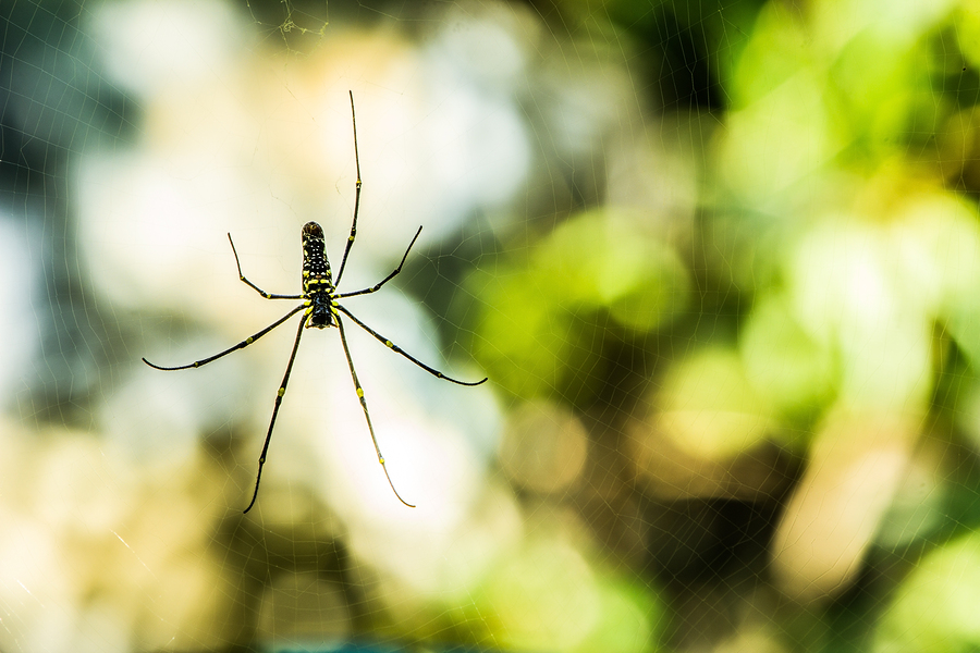 It's refreshing to find a local small business that builds relationships and really cares about their clients.read more trish warford 15:16 30 june 19 Common Spiders Poisonous Or Painful Northwest Exterminating