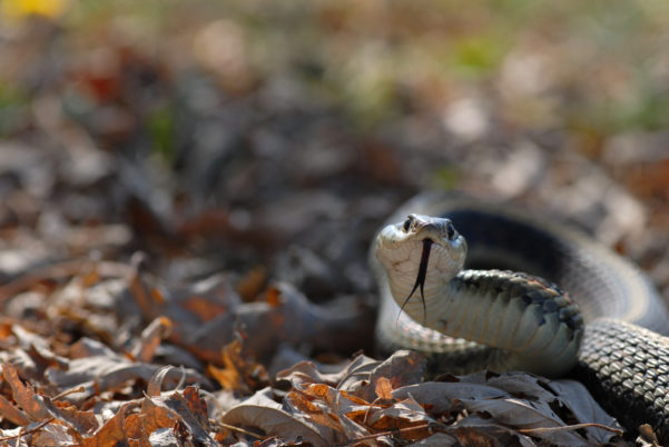 Garter Snake Baby Brown Snake Virginia Snake Species Of Ohio At A