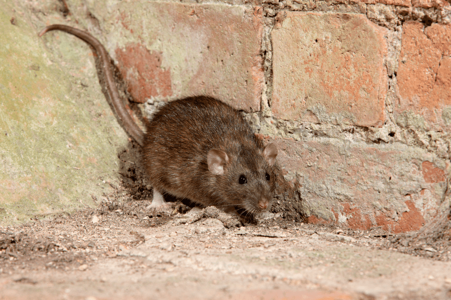Types of Rodents Found in the South Rodent Control