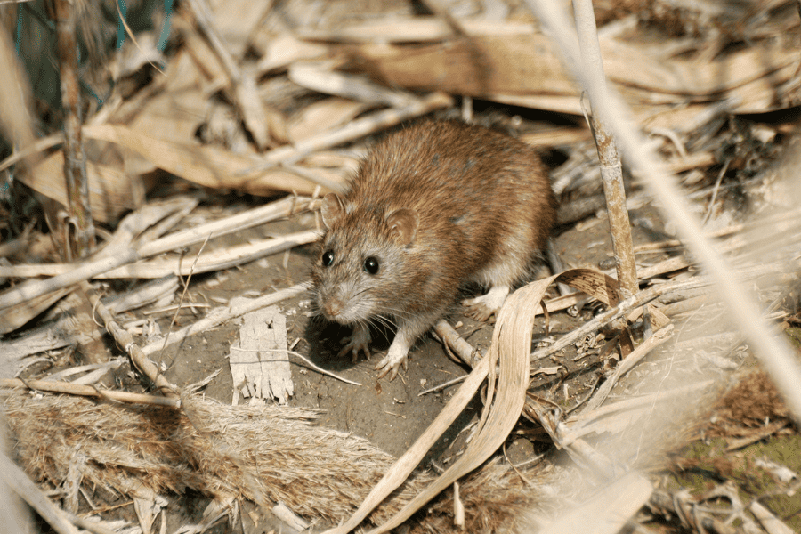 Common Wildlife You Might See This Fall in Fall Pests