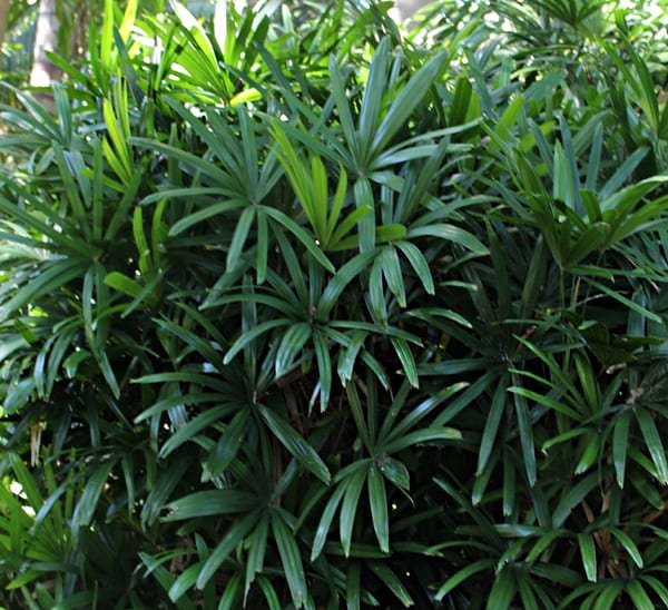 Finger Palm Calloway's Nursery