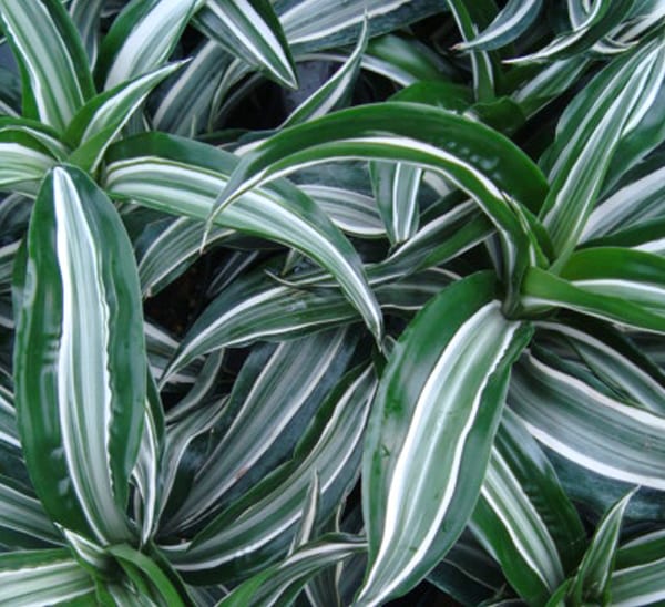 Dracaena Jade Jewel Calloway's Nursery
