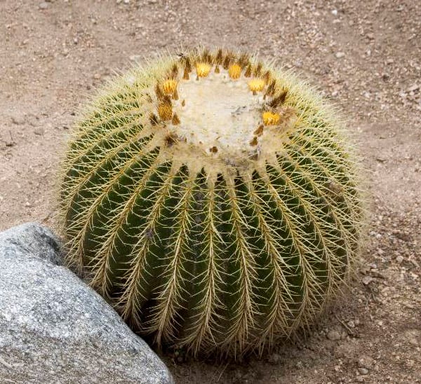 Golden Barrel Cactus Indoor Plants Calloway's Nursery