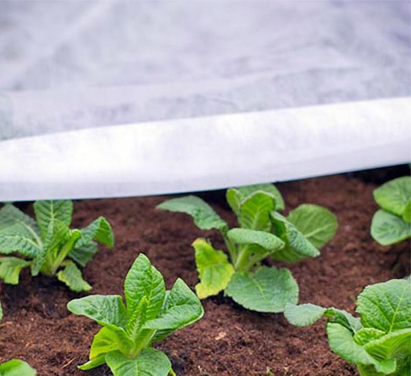 NSulate Frost Protection Blanket Calloway's Nursery