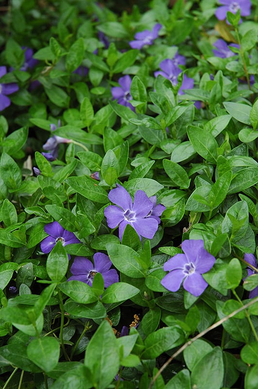 Bowles Minor Periwinkle Calloway's Nursery