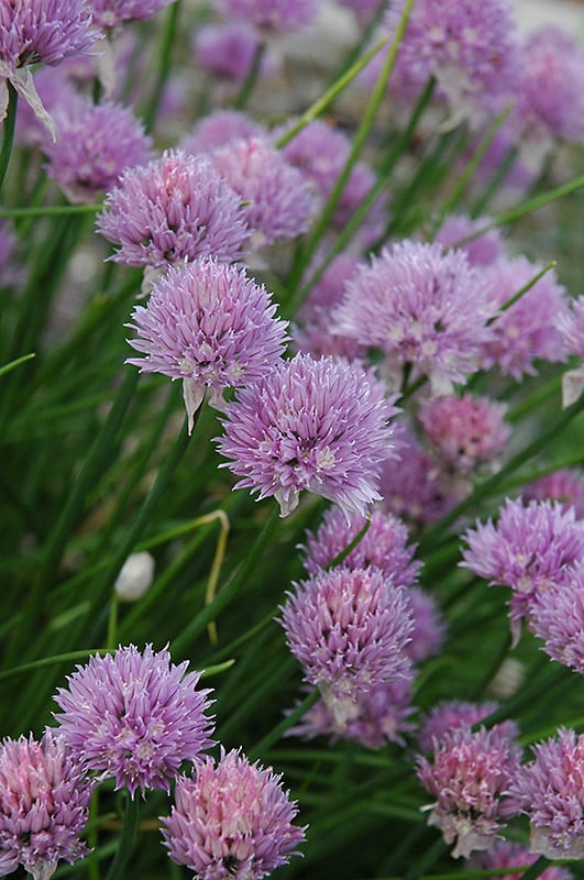 Chives Calloway's Nursery Fresh Herbs