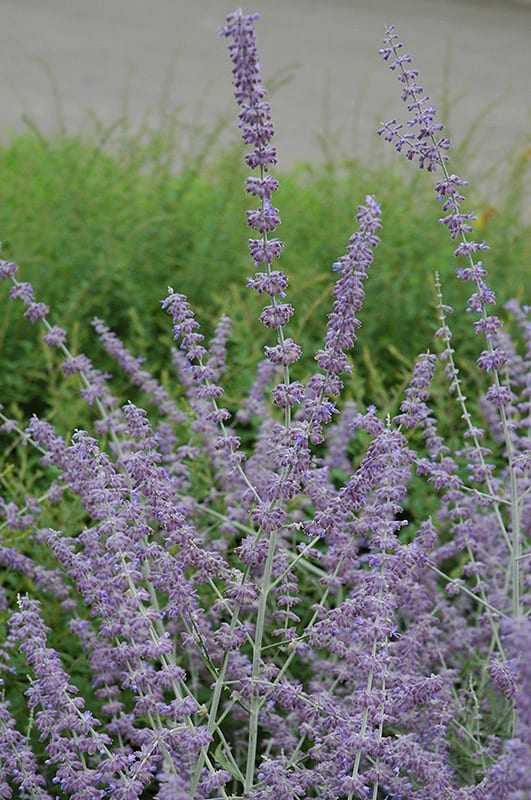 Russian Sage Calloway's Nursery