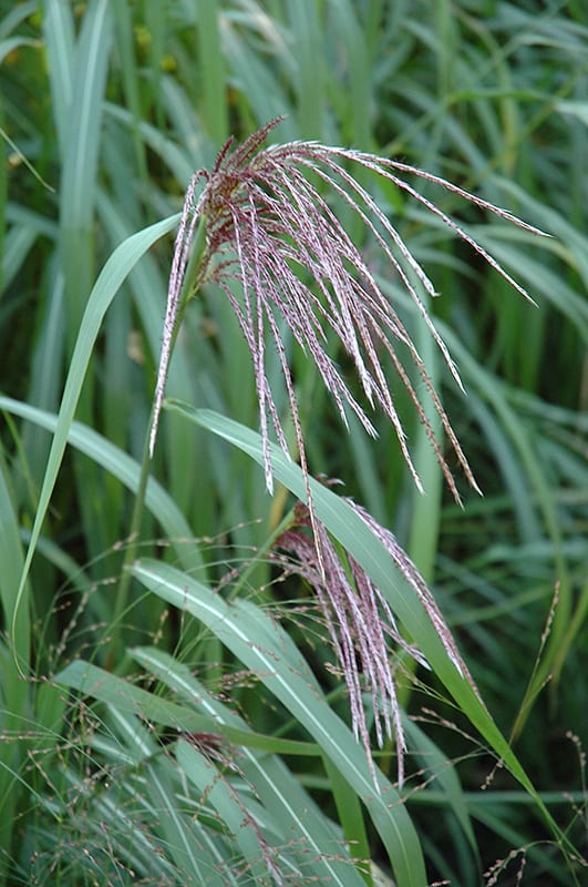 Maiden Grass Calloway's Nursery