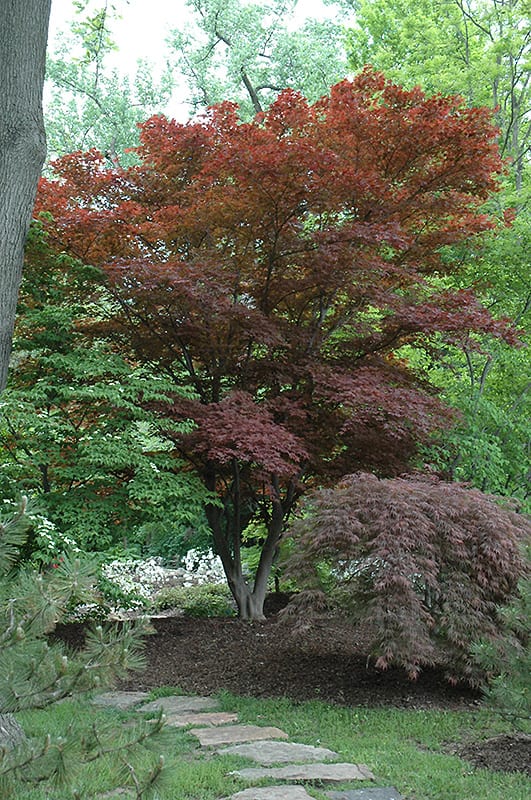 Oshio Beni Japanese Maple Calloway's Nursery