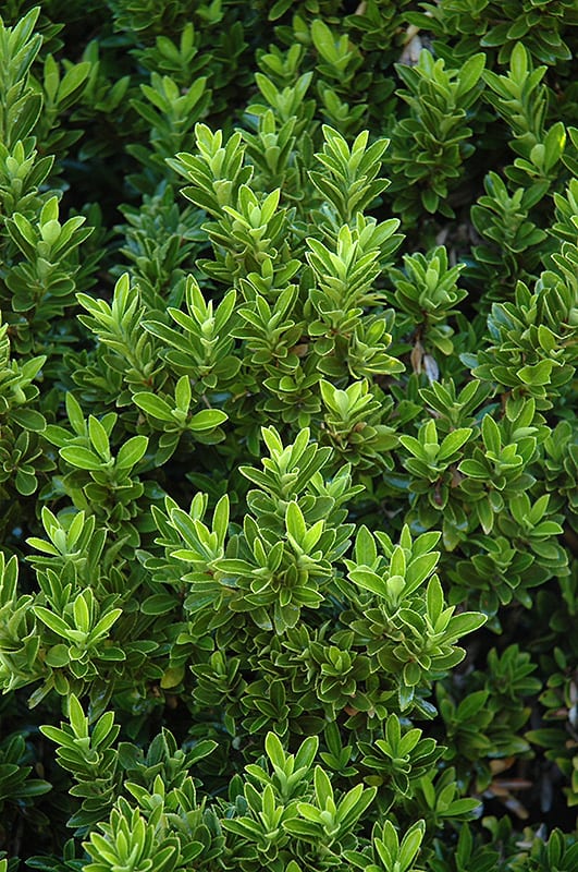 Boxleaf Euonymus Calloway's Nursery