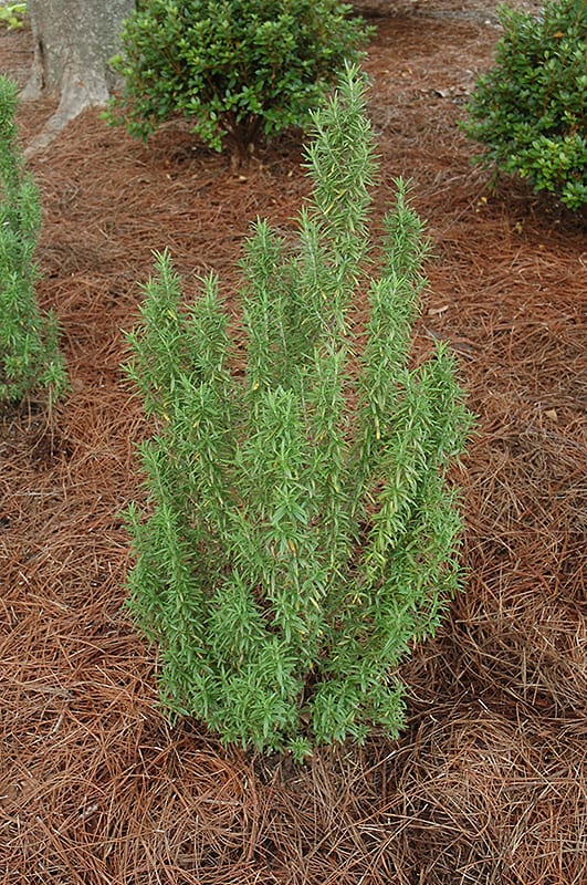 Upright Rosemary Calloway's Nursery