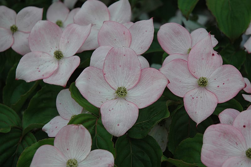 Flowering Dogwood Calloway's Nursery