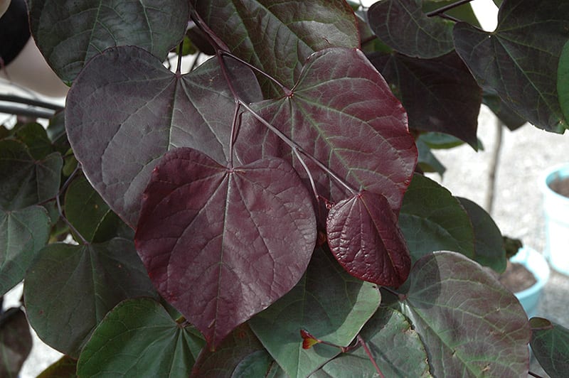 Burgundy Hearts® Redbud Calloway's Nursery