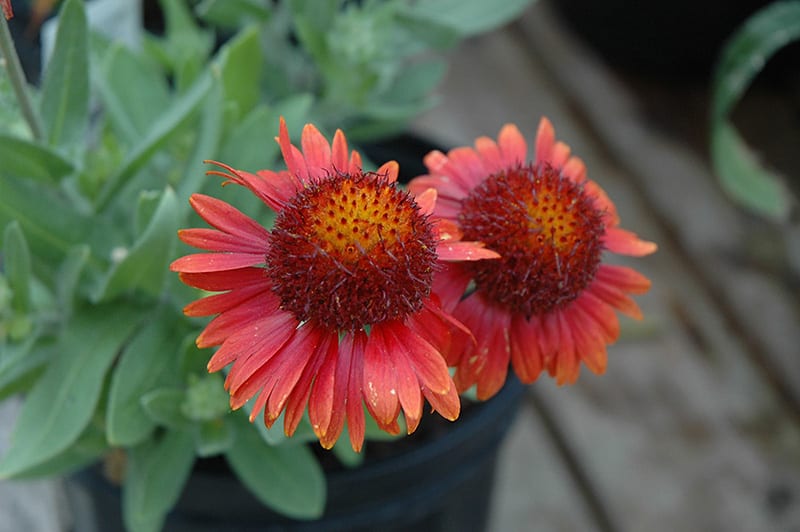 Arizona Red Shades Blanket Flower Calloway's Nursery