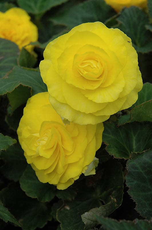 Nonstop Yellow Begonia Calloway's Nursery