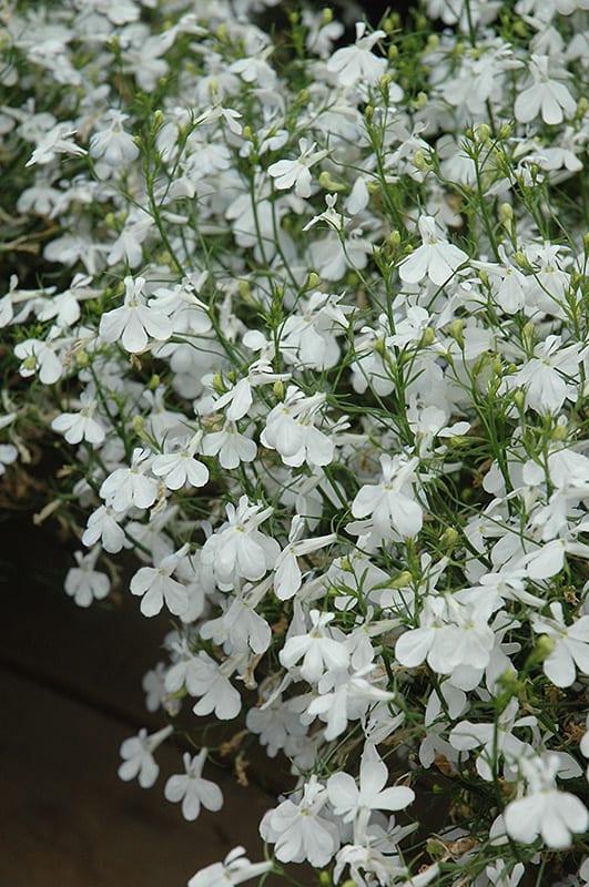 Techno Heat Upright White Lobelia Calloway's Nursery