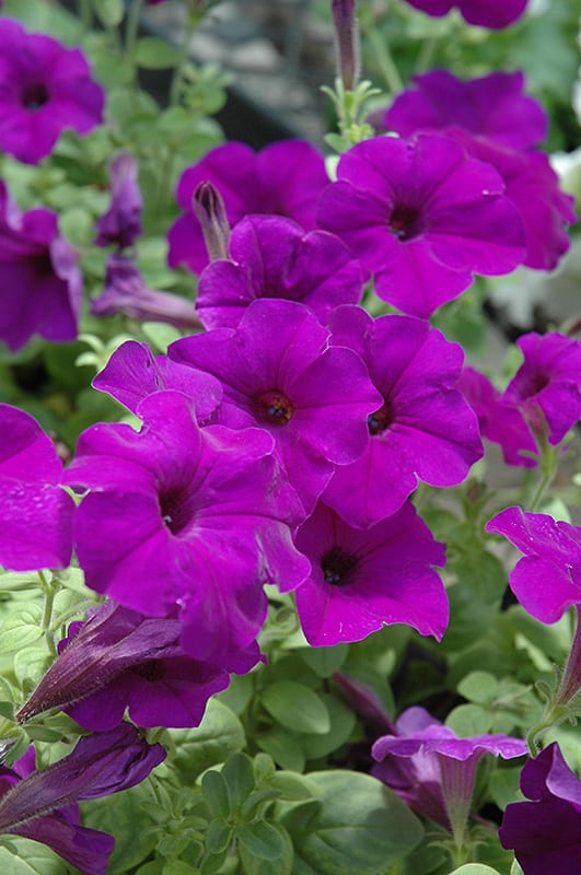 Easy Wave Blue Petunia Calloway's Nursery