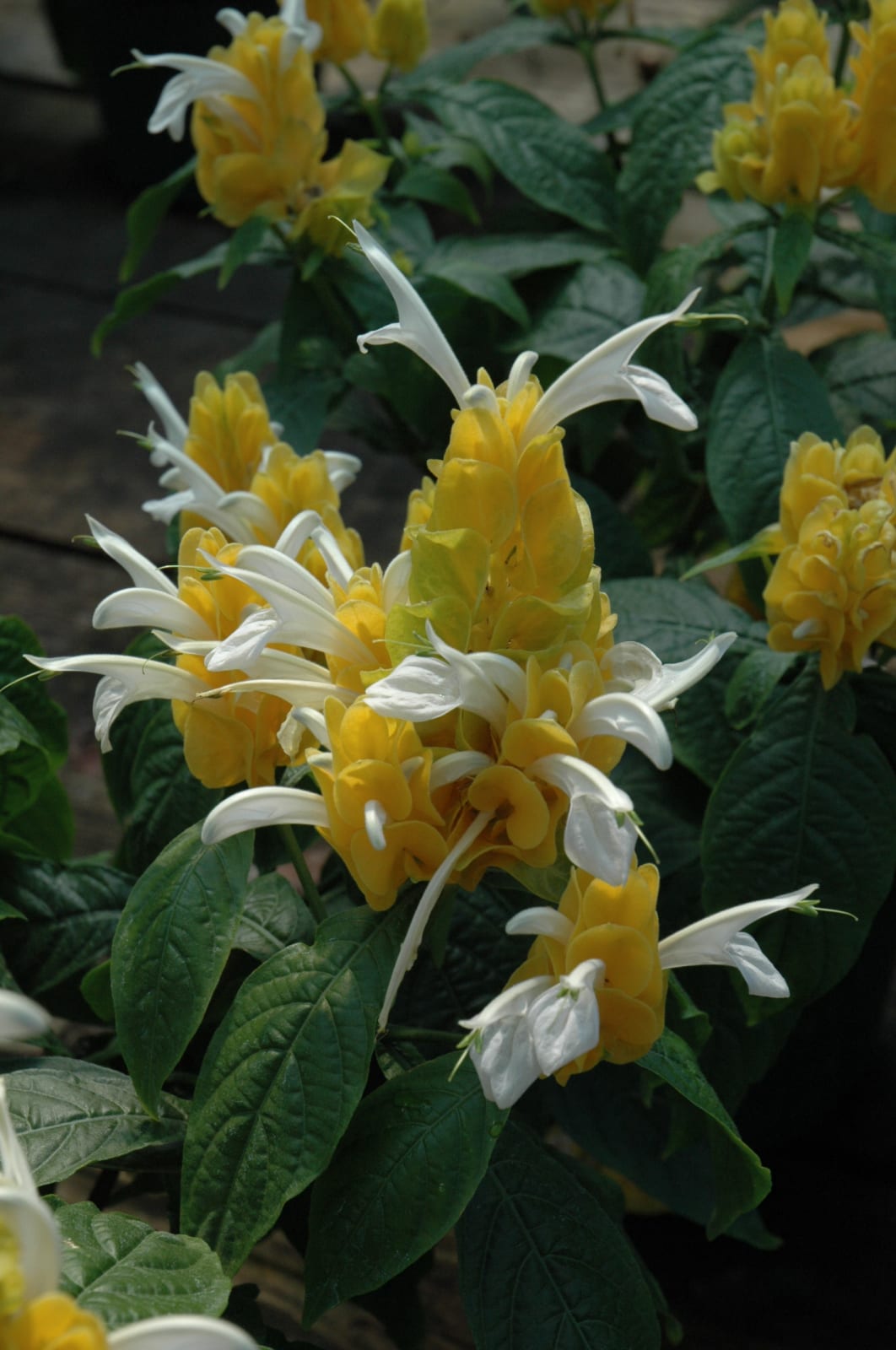 Golden Shrimp Plant Calloway's Nursery