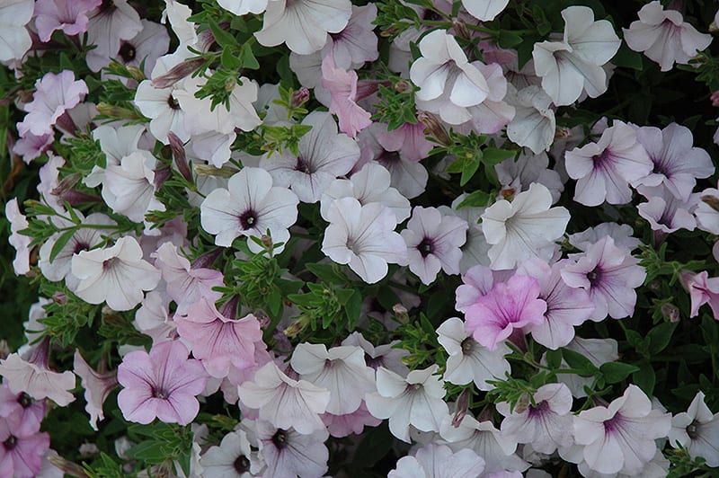 Tidal Wave Silver Petunia Calloway's Nursery