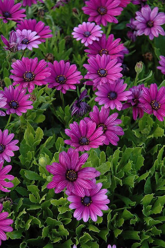 Akila Purple African Daisy Calloway's Nursery
