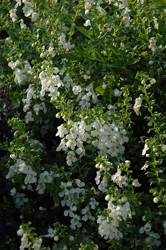 Serenita White Angelonia Calloway's Nursery