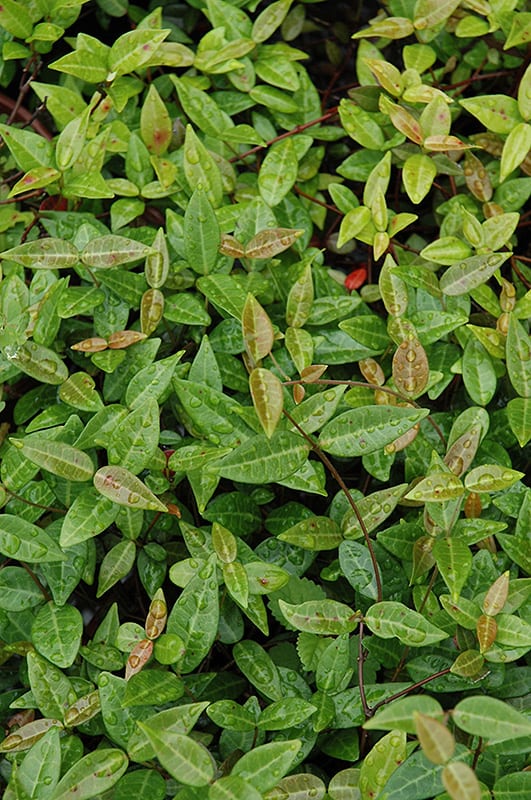 Asian Jasmine Calloway's Nursery