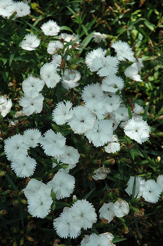 Ideal Select™ White Dianthus Calloway's Nursery