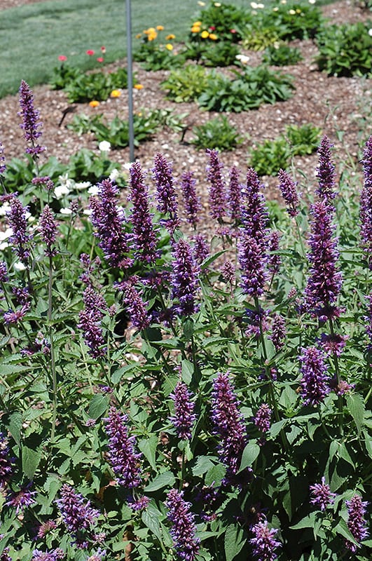 Blue Boa Hyssop Calloway's Nursery