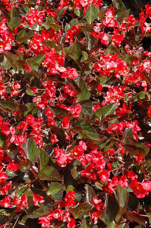 Whopper Red Bronze Leaf Begonia