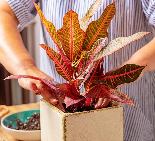 Fall Houseplants Autumn Indoor Plants Calloway's Nursery