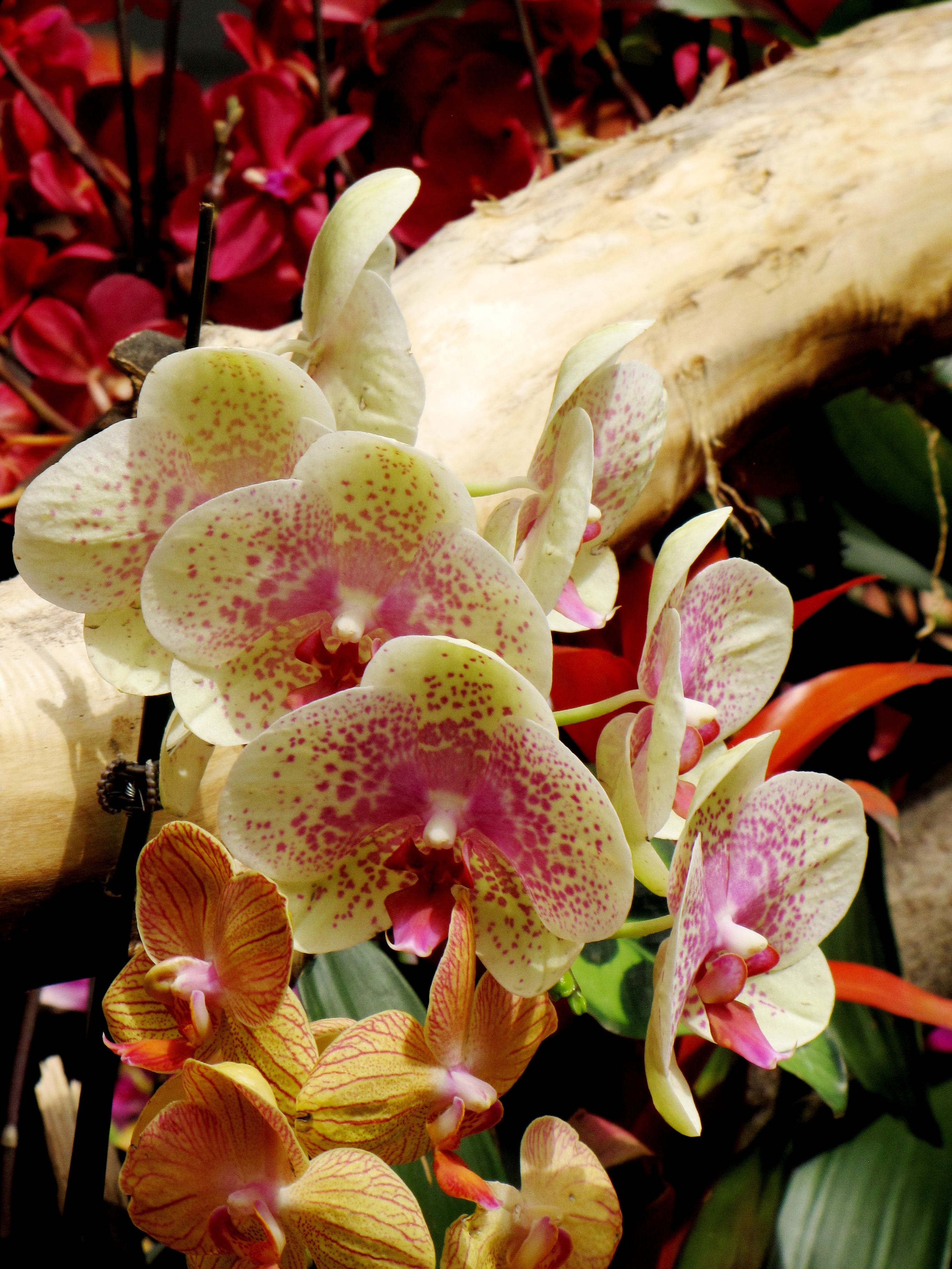 Freckles Orchid Calloway's Nursery