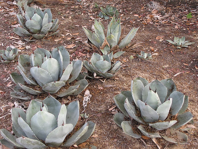 Artichoke Agave Calloway's Nursery