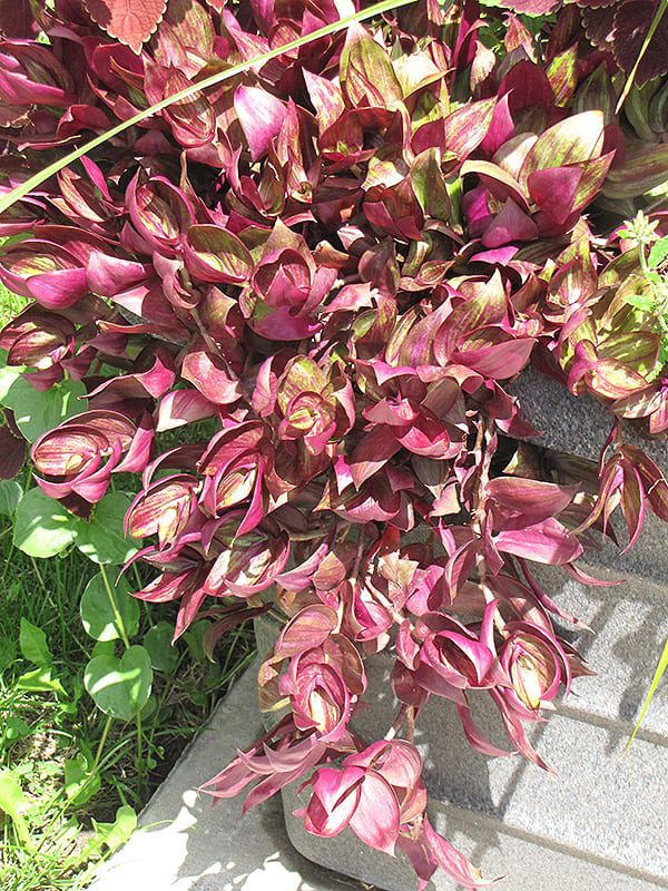 Purple Inch Plant Calloway's Nursery