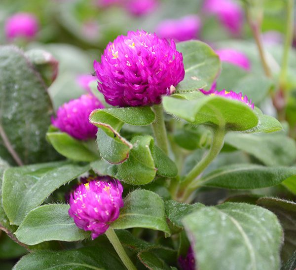 Gomphrena Calloway's Nursery