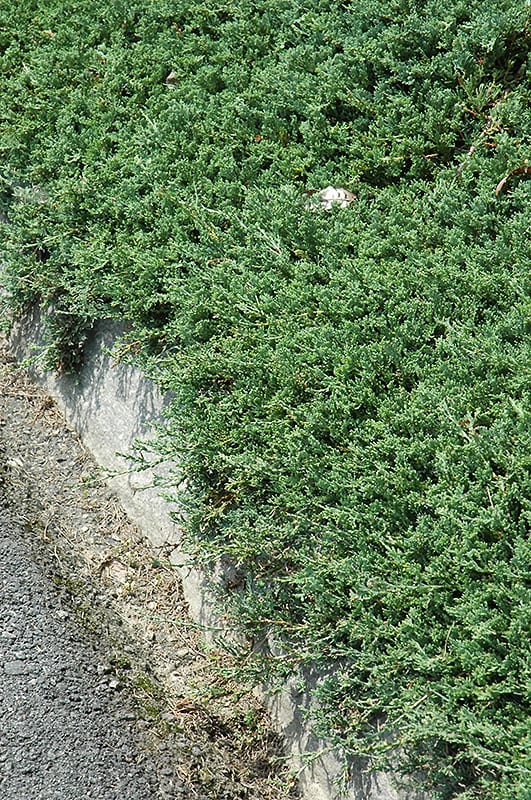 Blue Rug Juniper Calloway's Nursery