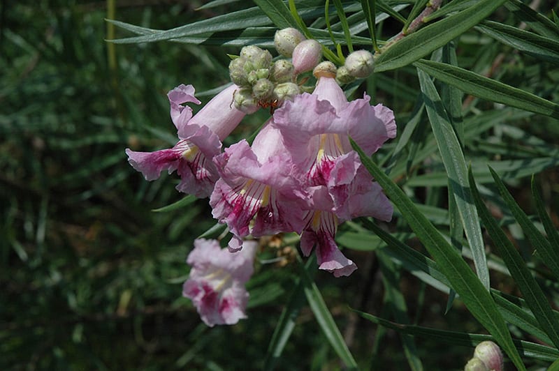 Desert Willow Calloway's Nursery