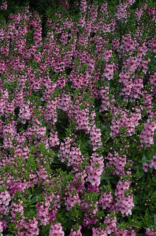 Serenita Pink Angelonia Calloway's Nursery
