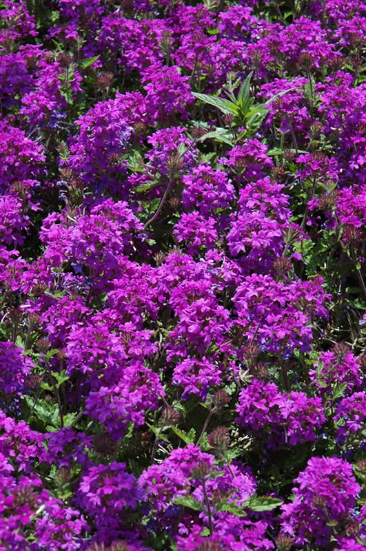 Homestead Purple Verbena Calloway's Nursery