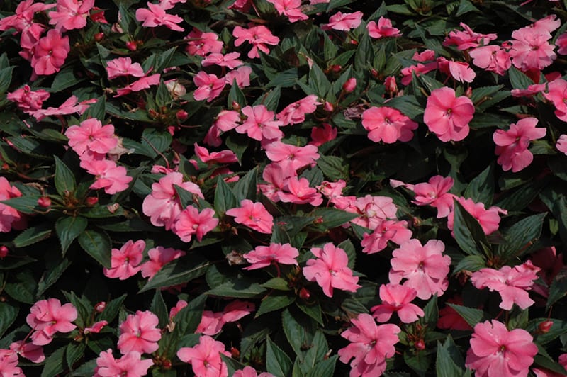 SunPatiens Compact Pink New Guinea Impatiens Calloway's Nursery