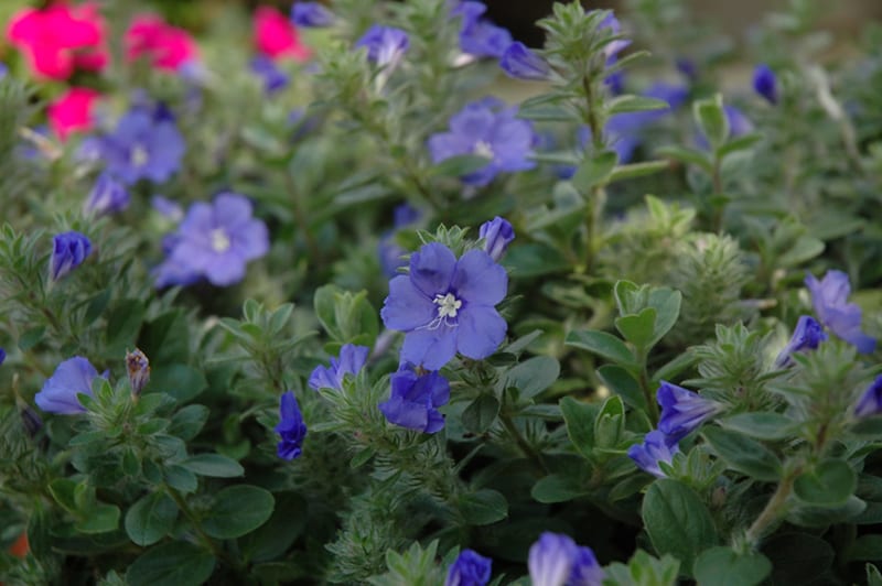 Blue My Mind Morning Glory Calloway's Nursery
