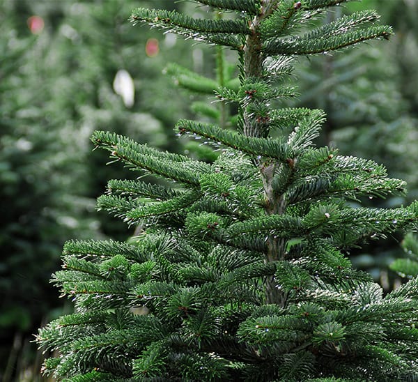Fresh Cut Fraser Fir Christmas Tree Calloway's Nursery